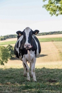 Vache Prim'Holstein