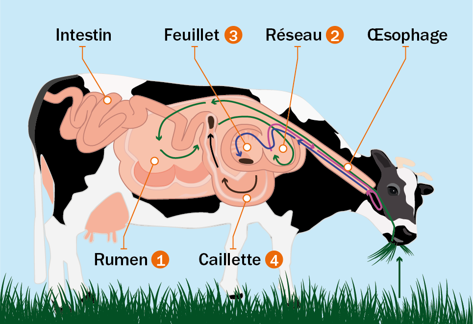 La digestion des vaches