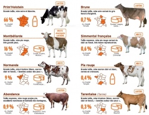 Schéma races de vache